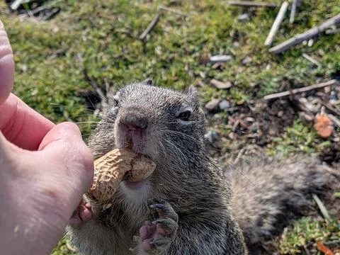 Close-up of hand offering peanut to squirrel with detailed view of paws Stock Photos