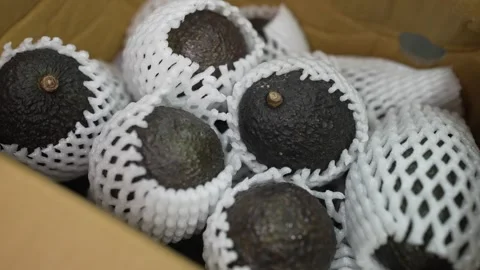 Close-up of a hand opening a cardboard box filled with fresh, ripe Hass avocados Stock Footage 320058365