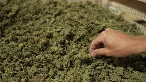 Close up of hand with organic hemp drying in farm storage building after harvest Stock Footage 166975841