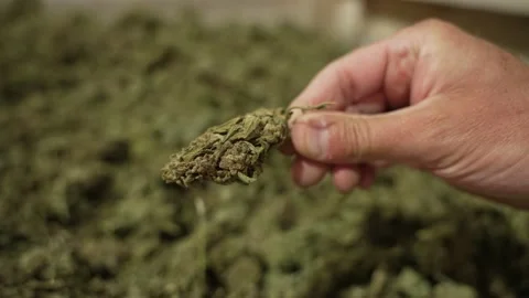 Close up of hand with organic hemp drying in farm storage building after harvest Stock Footage 167047576
