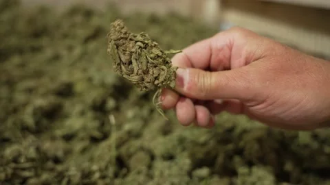 Close up of hand with organic hemp drying in farm storage building after harvest Video stock 167856225