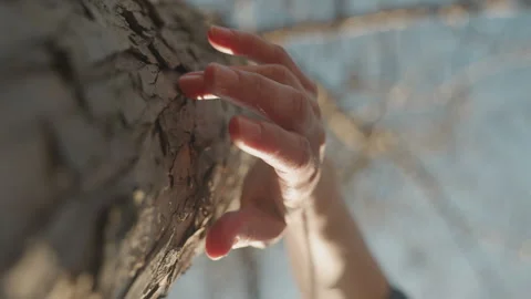 Close up of hand with painted nails touching textured tree bark under soft Stock Footage 345046061