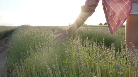 Close up hand passing through green lavender plants at sunset. Stock Footage 132602604