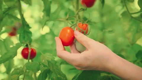 Close up hand person farmer touching stroking tomatoes with love care in Stock Footage 314964965