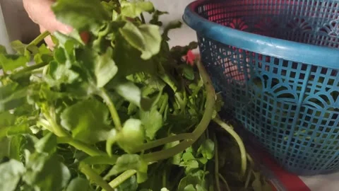 A Close-up of A Hand Person Sorting Watercress Video stock 332383400