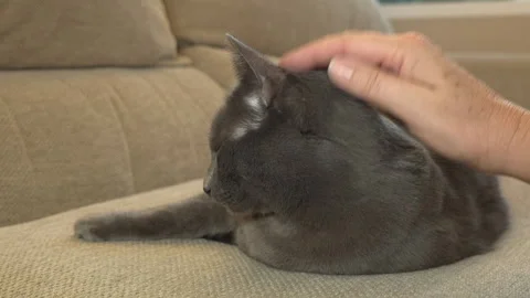 Close up hand petting a cat Видео 169672202