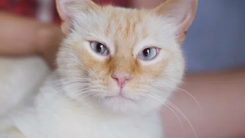 Close up of hand petting a cute white and ginger mixed breed shorthair cat. Stock Footage 165664576