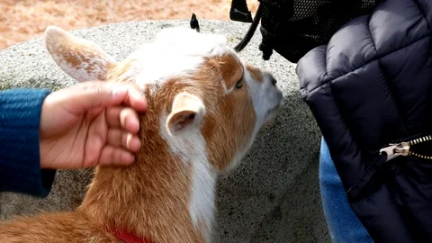 Close up of a hand petting the head of a cute yellow goat Stockbeeldmateriaal 121408616