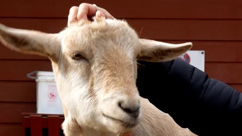 Close up of a hand petting the head of a cute yellow goat Stock-Footage 121408991