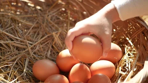 Close up hand picked up an organic egg in a basket with hay. Healthy Eating Stock Footage 149557973