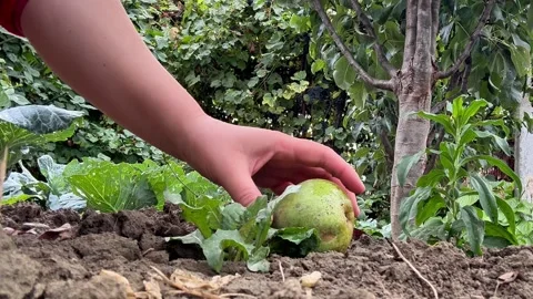 Close Up of Hand Picking and Examining a Green Pear Stock Footage 345718915