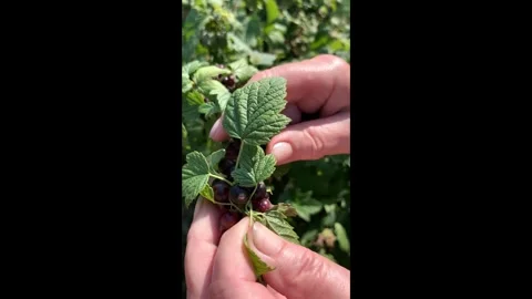 Close-up of hand-picking blackcurrants Stock Footage 338330700