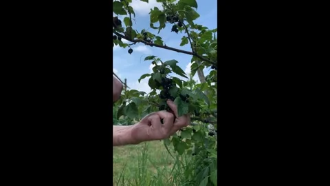 Close-up of hand-picking blackcurrants Stock Footage 338330712