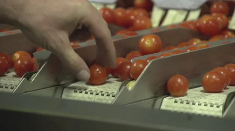 Close Up Of Hand Picking Up Cherry Tomatoe From Packing System And Inspecting Stock Footage 64026791