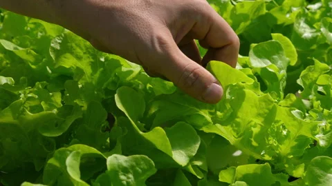 Close-up of hand picking fresh, green lettuce leaves from garden, Stock Footage 281777655