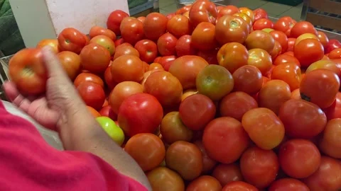 Close-Up Of Hand Picking Fresh Red Tomatoes Solanum Lycopersicum Stock Footage 320339895