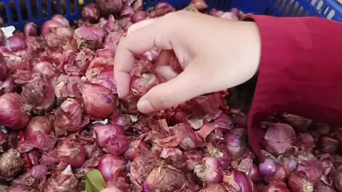 Close up of hand picking fresh red shallots in traditional market. Stock Footage 334094117