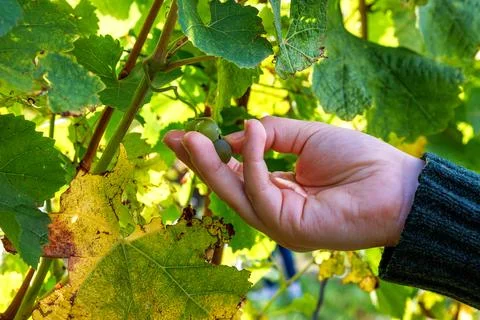 Close up of a hand picking green grapes from a grape cluster on the vine in.. Stock Photos