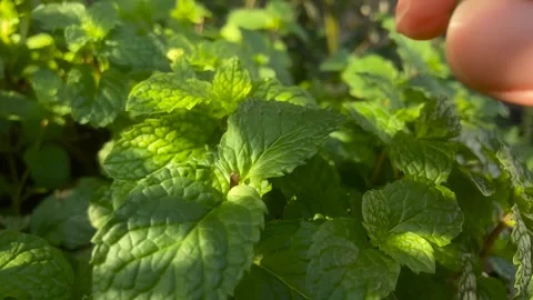 Close-up of hand picking Lemon balm mint komorebi light Stock Footage 266974708