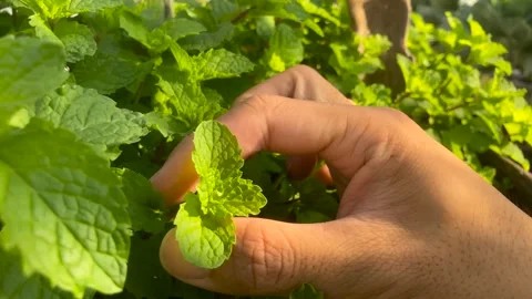 Close-up Hand picking Lemon balm Mint Stock Footage 266974907