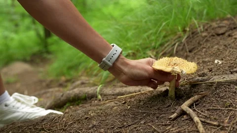 Close-up of a hand picking a mushroom then throwing it on the floor. Concer.. Stock Footage 314006035