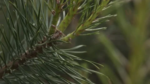 Close up of a hand picking pine needles Stock Footage 163945407