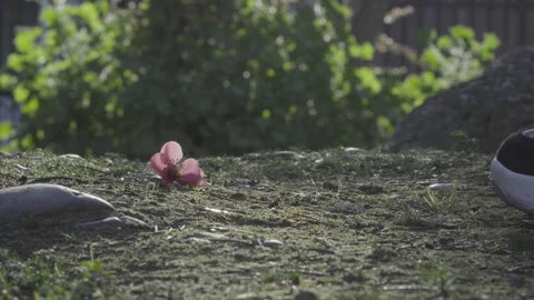 Close up of hand picking pink flower from forest floor Stock Footage 142769945