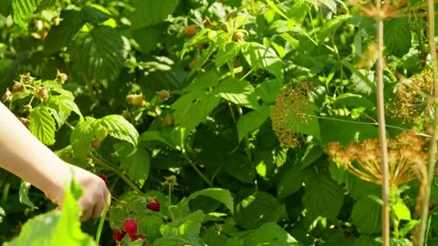 Close-up of a hand picking a raspberry berry from a bush in a farm field. Stock Footage 256646454