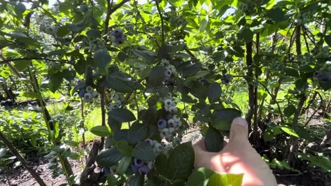 Close-up hand picking ripe blueberries from bush in sun rays Stock Footage 339352265