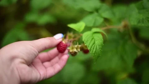 Close-up hand picking ripe raspberries, harvest time. Horizontal 4k footage Stock Footage 247131422