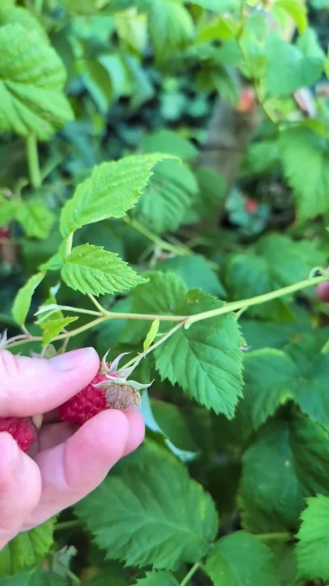 Close-up of a hand picking a ripe raspberry from the bush Stock Footage 339487059