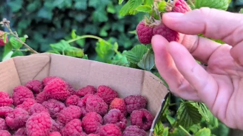Close-up of hand picking a ripe raspberry Stock Footage 339488155