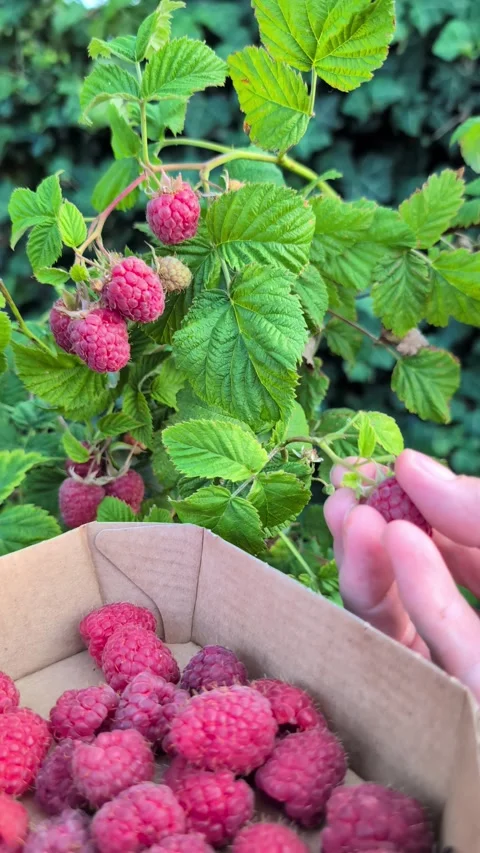 Close-up of hand picking a ripe raspberry Stock Footage 339488160