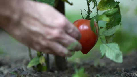 Close-up of a hand picking a ripe red tomato from a green plant in a home garden Stock Footage 314907637