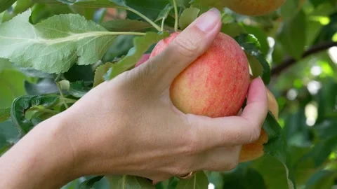 Close-up of hand picking ripe red apple from tree branch in organic orchard Видео 347000399