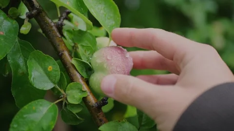 Close-up of a hand picking a small apple from a wet tree branch... 스톡 동영상 339101678
