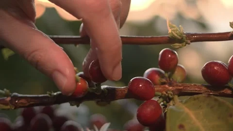 Close up of a hand picking up specialty coffee beans Stock Footage 258600742