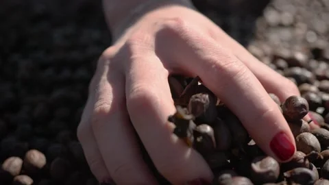 Close up of a hand picking up specialty coffee beans on a plantation Stock Footage 258600752