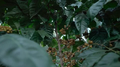 Close up of a hand picking up specialty coffee beans on a plantation Stock Footage 258600815