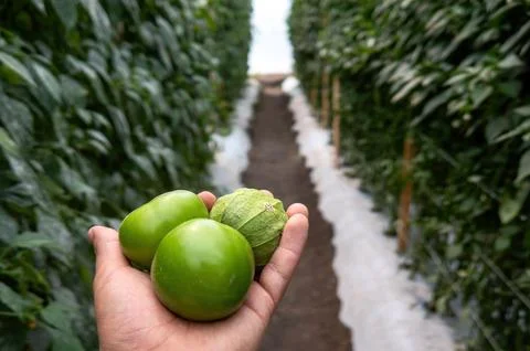 Close up of a hand picking a tomatillo fruit off of vine in a garden. Foto stock