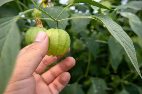 Close up of a hand picking a tomatillo fruit off of vine in a garden. Stock Photos