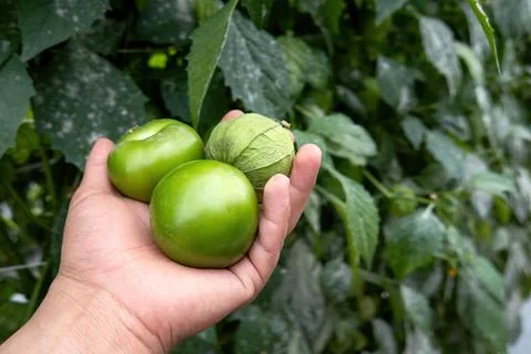 Close up of a hand picking a tomatillo fruit off of vine in a garden. Stock Photos