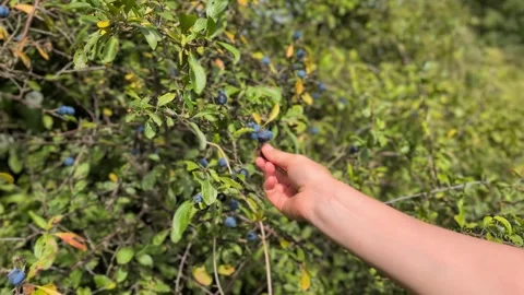 Close Up of Hand Picking Wild Sloe Berries from a Bush Video stock 315915551