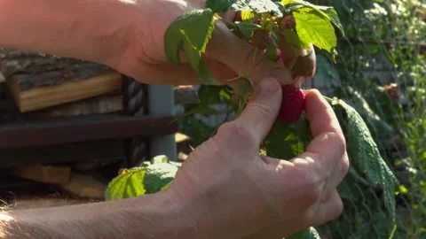 Close-up hand picks a fresh ripe raspberry from a bush. Stock Footage 169106330