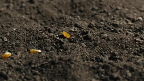 Close up of hand planting corn seed into the ground Stock Footage 170481906