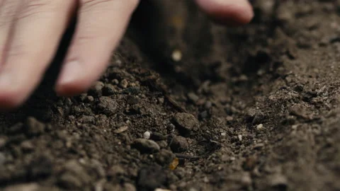 Close up of hand planting corn seed into the ground Stock Footage 170753868