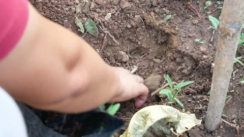 Close up hand with plants. Stock Footage 149301650