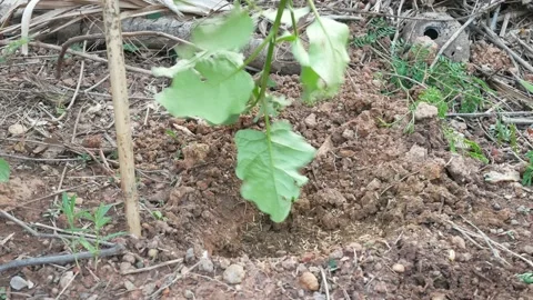 Close up hand with plants. Stock Footage 149301927