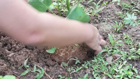Close up hand with plants. Stock Footage 149302149