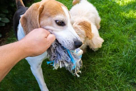 Close-up of Hand Playing Tug-of-War with Senior Beagle Stock Photos